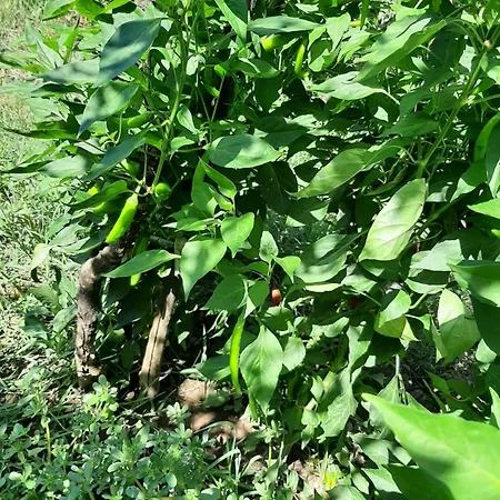شقة With Garden